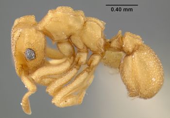 Media type: image;   Entomology 9225 Aspect: habitus lateral view